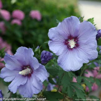 Rose of Sharon Hibiscus - Azurri Blue Satin 100cm 7 Gal