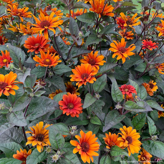 Heliopsis False Sunflower - Bleeding Hearts 1 Gal