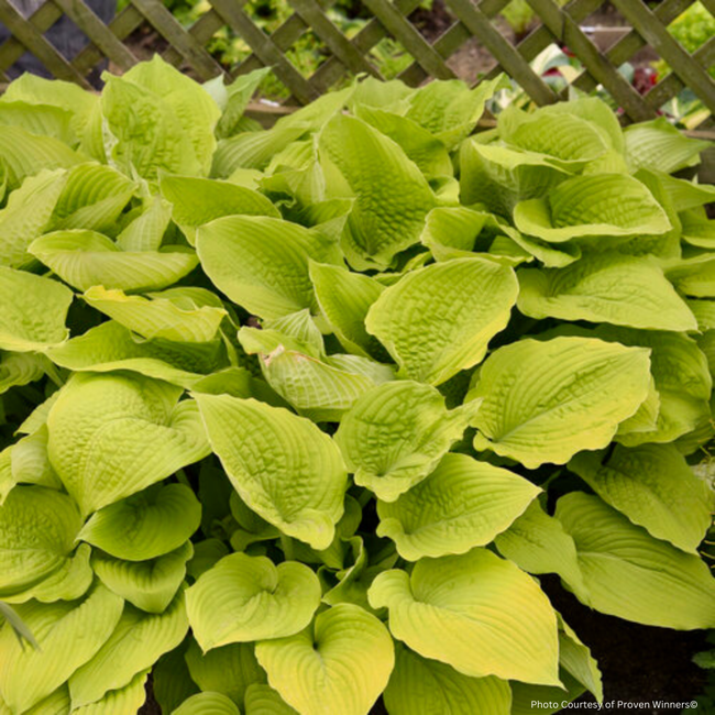 Hosta - Coast to Coast