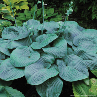 Hosta - Humpback Whale 2 Gal