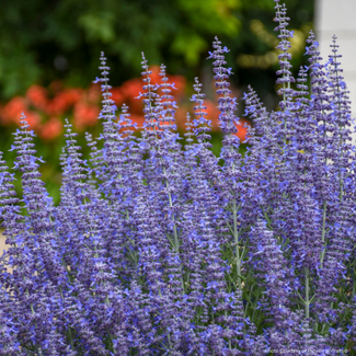 Perovskia Russian Sage - Denim n' Lace 1 Gal