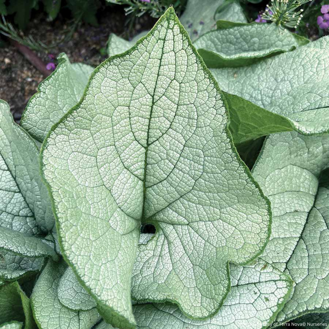 Brunnera Siberian Bugloss - Alexandria 1 Gal