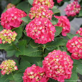 Hydrangea - Wee Bit Giddy PW 2 Gal