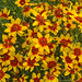 Coreopsis - Curry Up 1 Gal