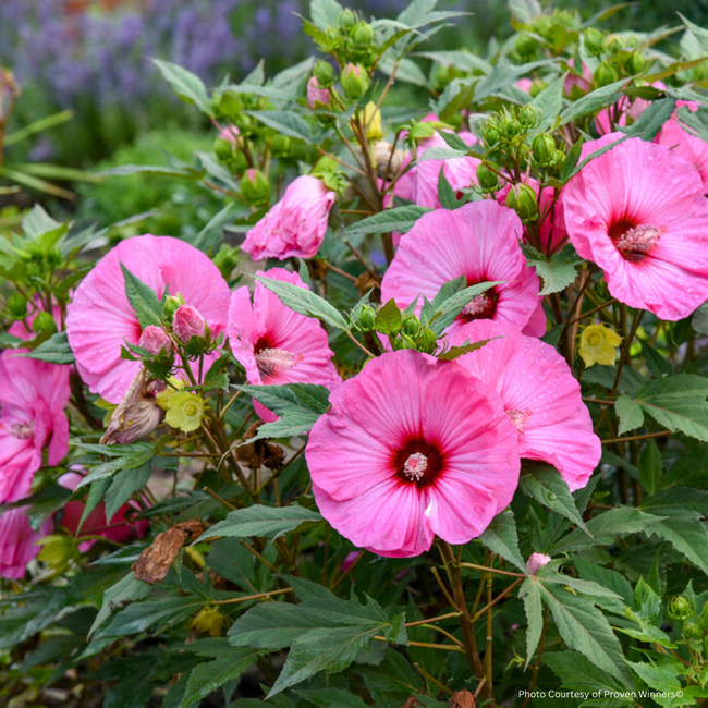 Hibiscus - Summerific Candy Crush PW 2 Gal