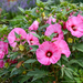 Hibiscus - Summerific Candy Crush PW 2 Gal