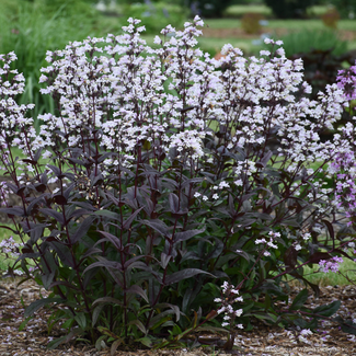 Penstemon Beard Tongue - Onyx and Pearls 2 Gal