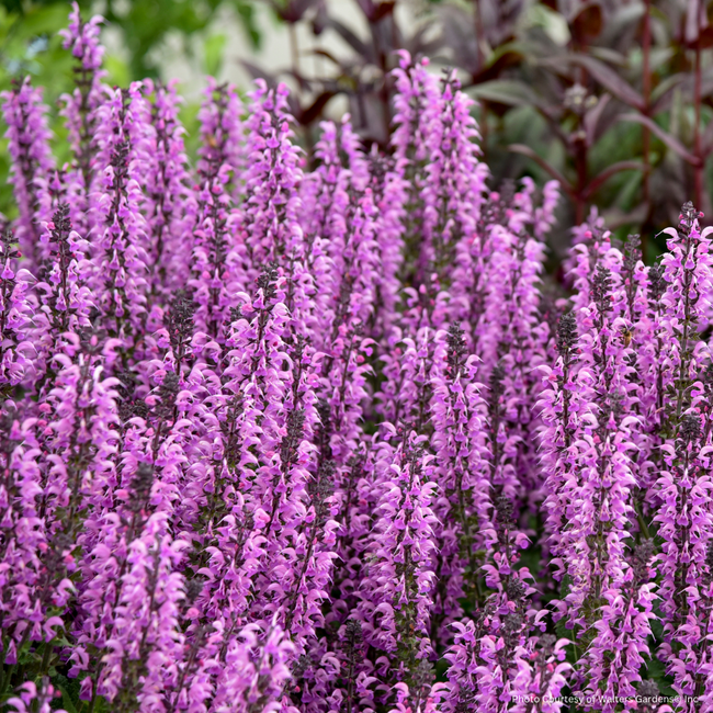 Salvia - Back to the Fuchsia PW 1 Gal
