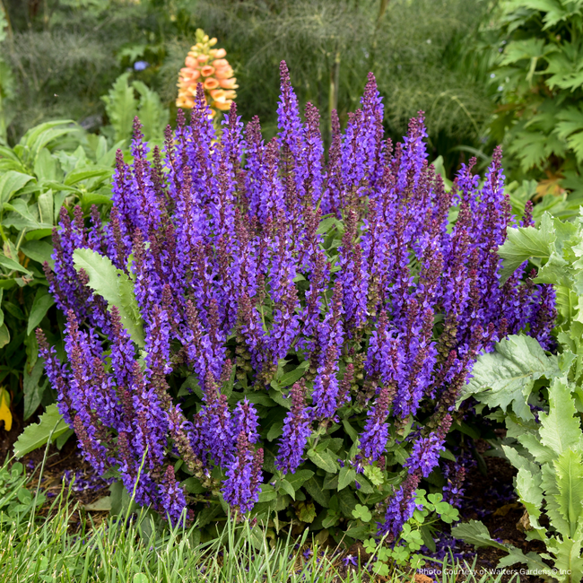 Salvia - Violet Profusion PW 1 Gal