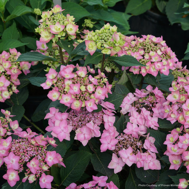 Hydrangea - Let's Dance Can Do PW 2 Gal