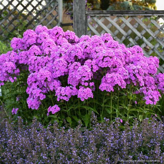 Garden Phlox - Fashionably Early Flamingo 1 Gal