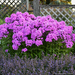 Garden Phlox - Fashionably Early Flamingo 1 Gal