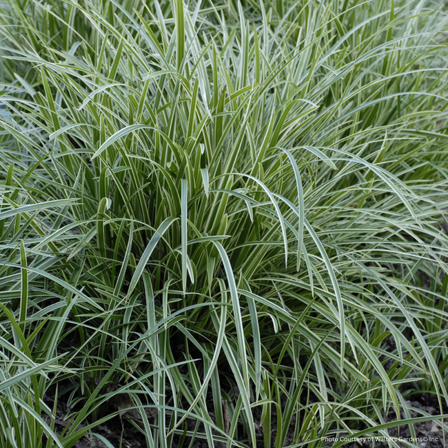 Carex - Ice Dance 1 Gal
