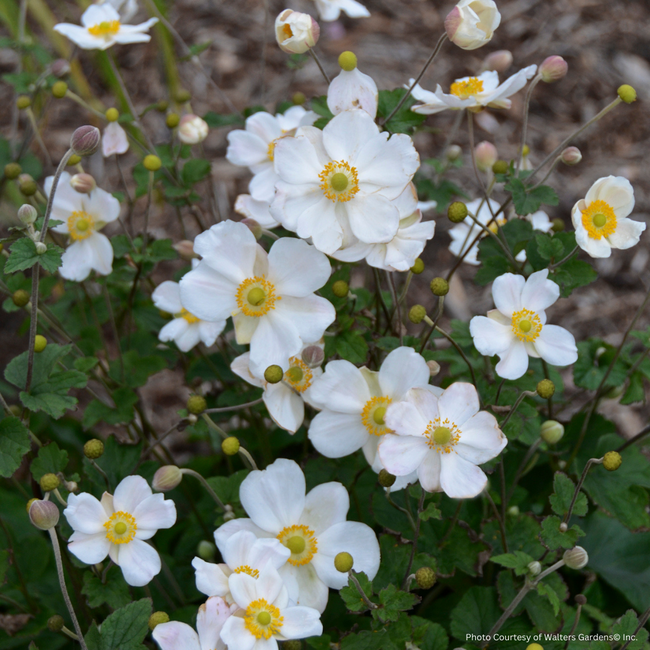 Anemone - Honorine Jobert 1 Gal