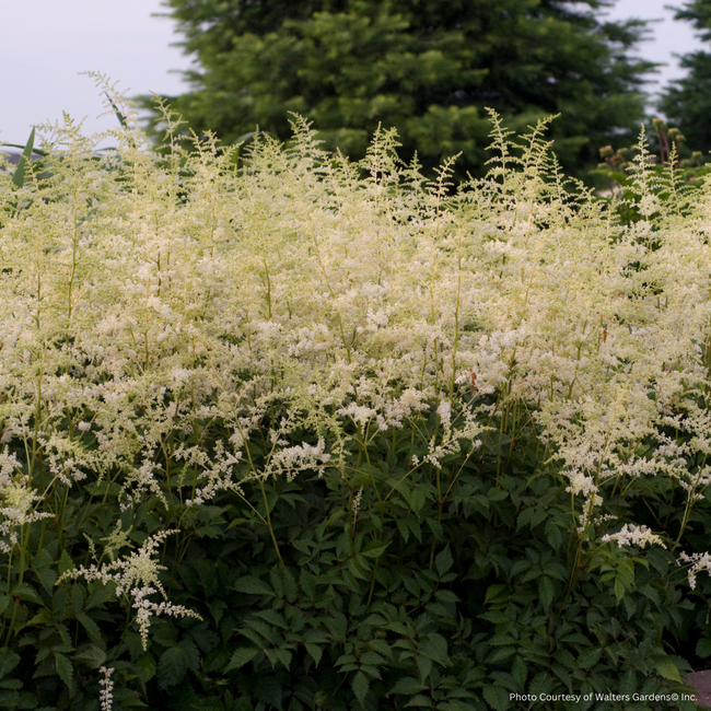 Astilbe - Bridal Veil