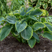 Hosta - Wu La La PW