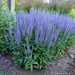 Veronica - Blue Skywalker 1 Gal