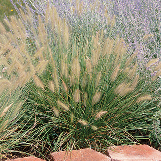 Pennisetum Fountain Grass - Hameln 1 Gal