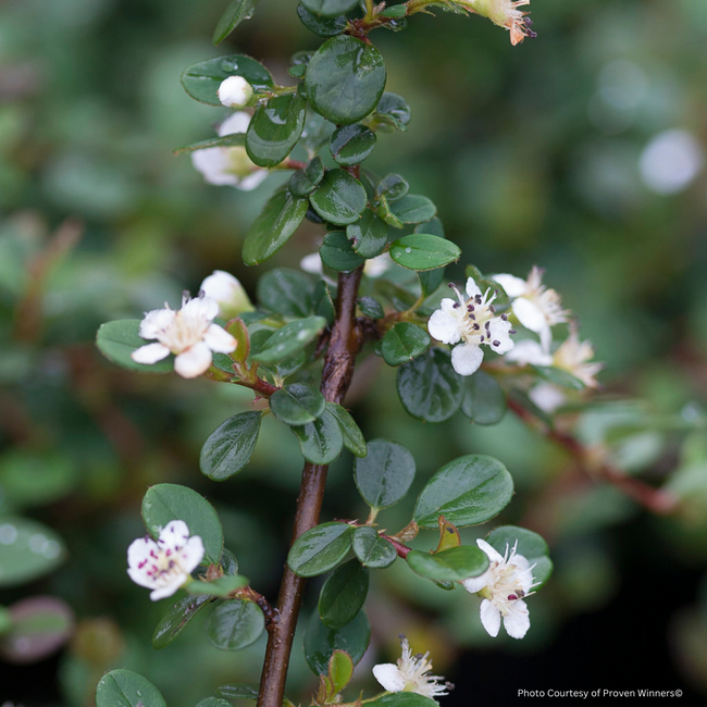 Cotoneaster - Little Dipper 2 Gal