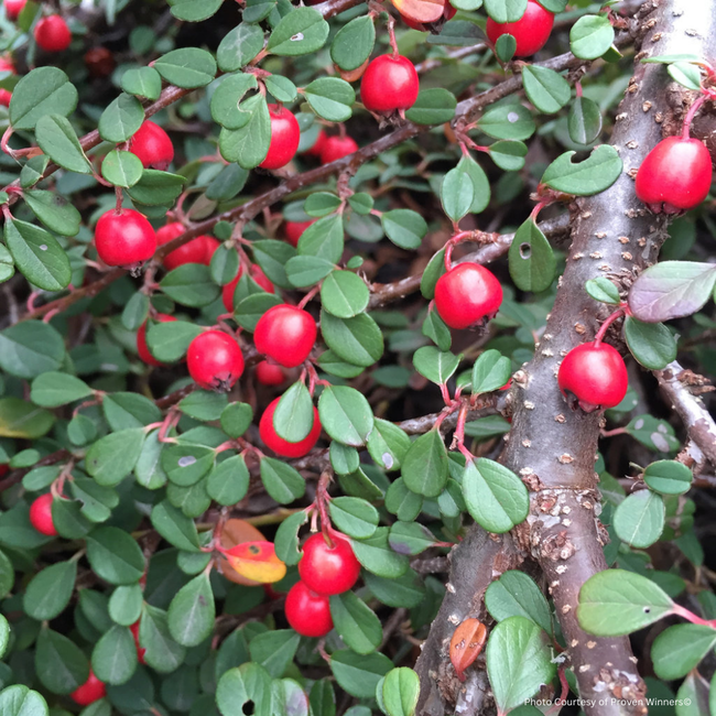Cotoneaster - Little Dipper 2 Gal
