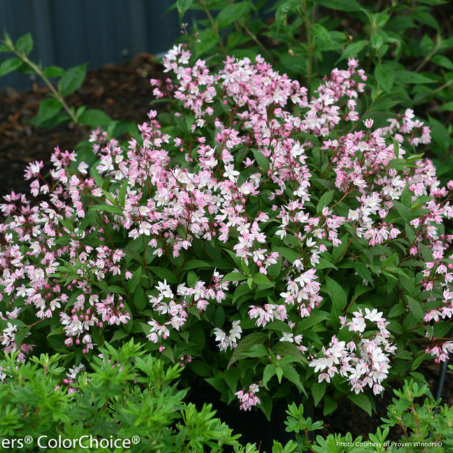 Deutzia - Yuki Cherry Blossom PW 2 Gal