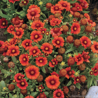 Gaillardia - Arizona Red Shades 1 Gal