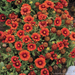 Gaillardia - Arizona Red Shades 1 Gal