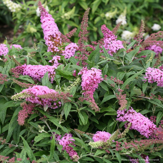 Butterfly Bush - Pugster Pink 2 Gal