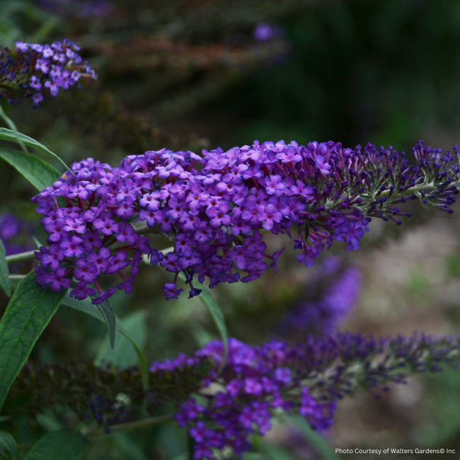 Butterfly Bush - Blue Knight 2 Gal