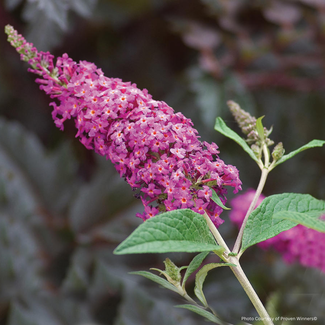 Butterfly Bush - Miss Ruby PW 2 Gal