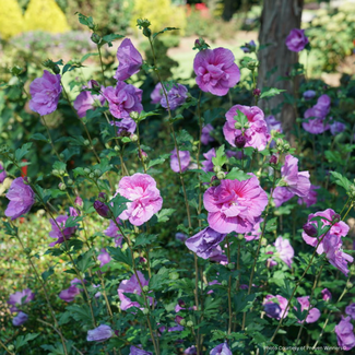Rose of Sharon Hibiscus - Dark Lavender Chiffon PW 2 Gal