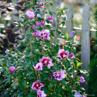 Rose of Sharon Hibiscus - Purple Pillar PW 2 Gal