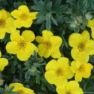 Potentilla - Happy Face Yellow 2 Gal