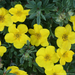 Potentilla - Happy Face Yellow PW 2 Gal