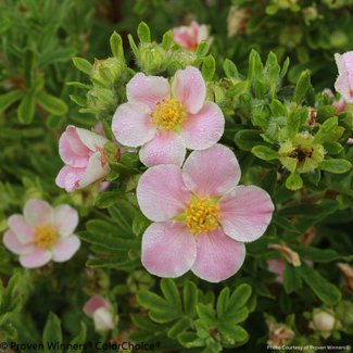 Potentilla - Happy Face Pink Paradise 2 Gal