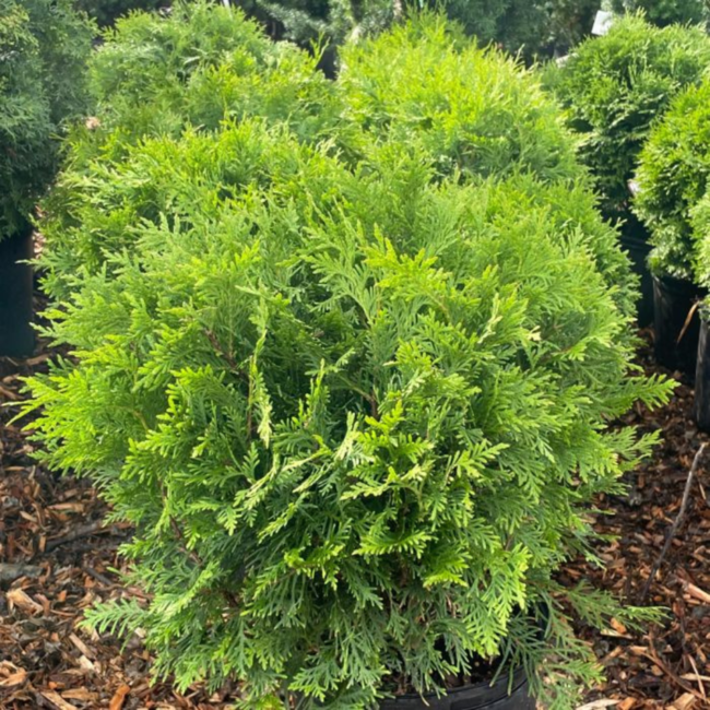 Globe Cedar - Little Champ 30cm 3 Gal