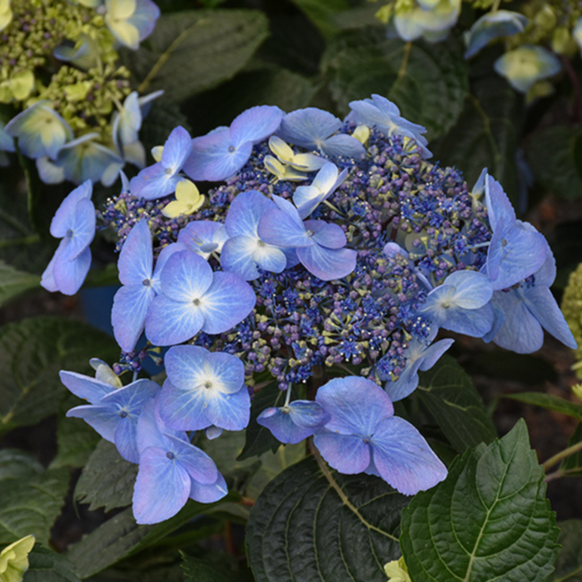 Hydrangea - Pop Star 2 Gal