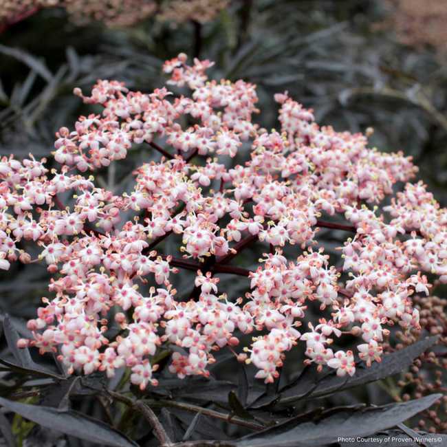 Elderberry - Black Lace 2 Gal