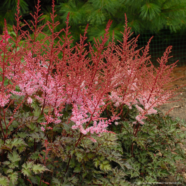 Astilbe - Delft Lace 1 Gal
