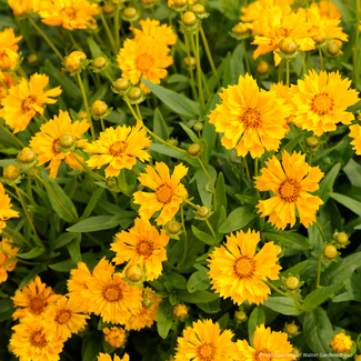 Coreopsis - Jethro Tull 1 Gal