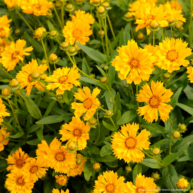 Coreopsis - Jethro Tull 1 Gal