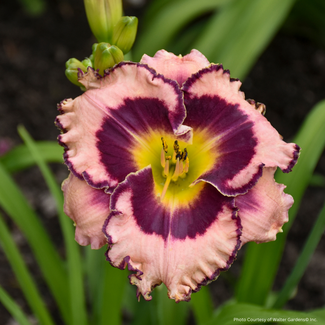 Daylily - Sound of My Heart PW 1 Gal