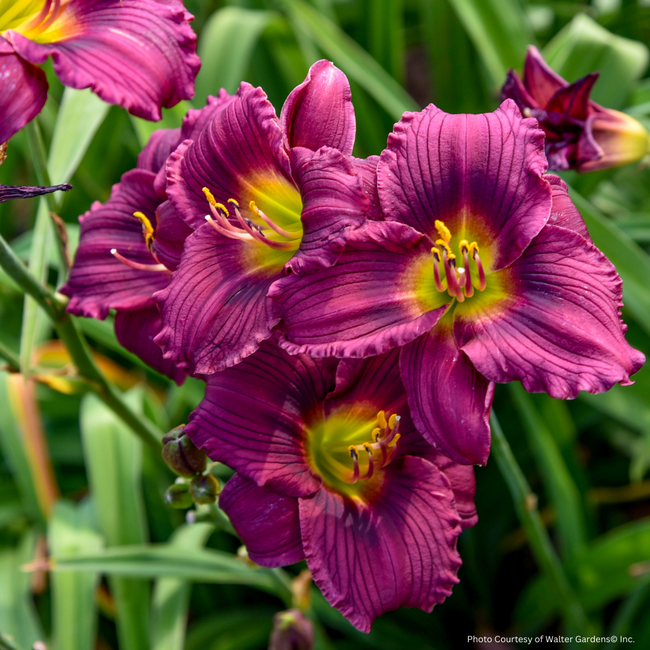 Daylily - Little Grapette 1 Gal