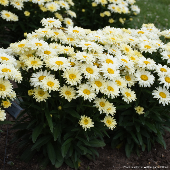 Shasta Daisy - Banana Cream PW 1 Gal