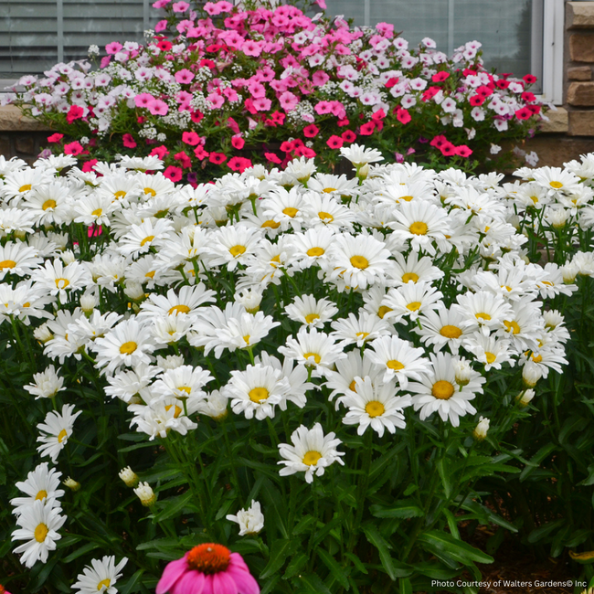 Shasta Daisy - Daisy May PW 1 Gal