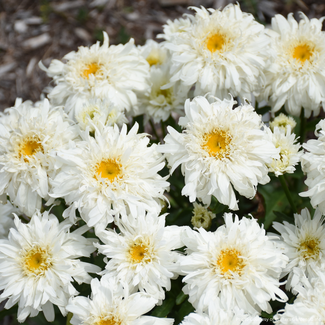 Shasta Daisy - Marshmallow PW 1 Gal