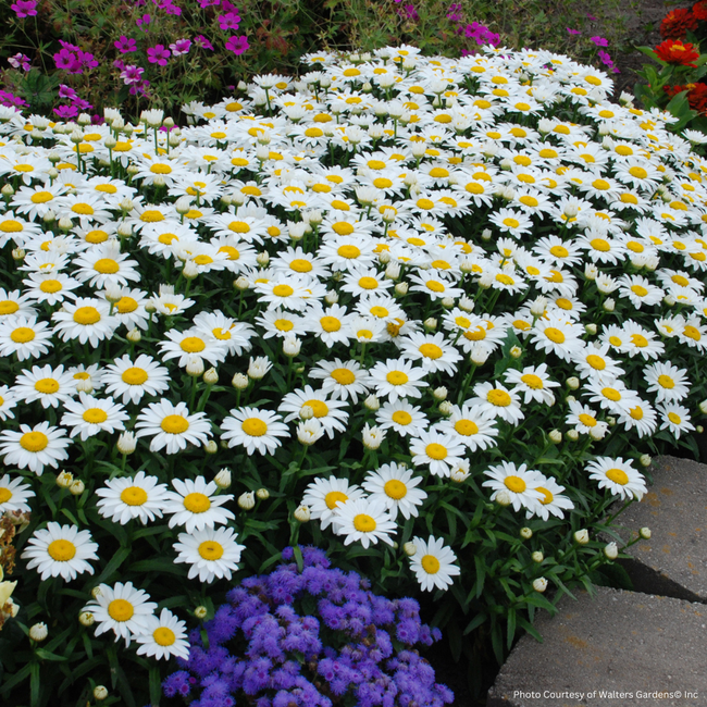 Leucanthemum Shasta Daisy - Snow Cap 1 Gal