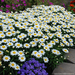 Leucanthemum Shasta Daisy - Snow Cap 1 Gal