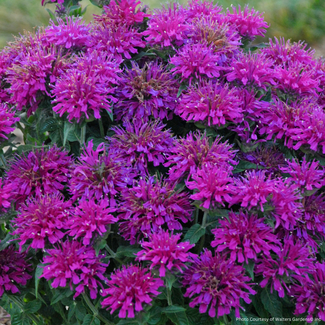 Monarda Bee Balm - Grape Gumball 1 Gal