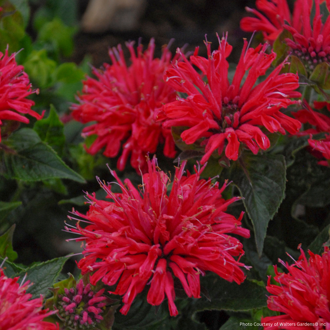 Monarda Bee Balm - My Cerise PW 1 Gal